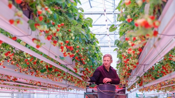 philips greenpower ipm 01