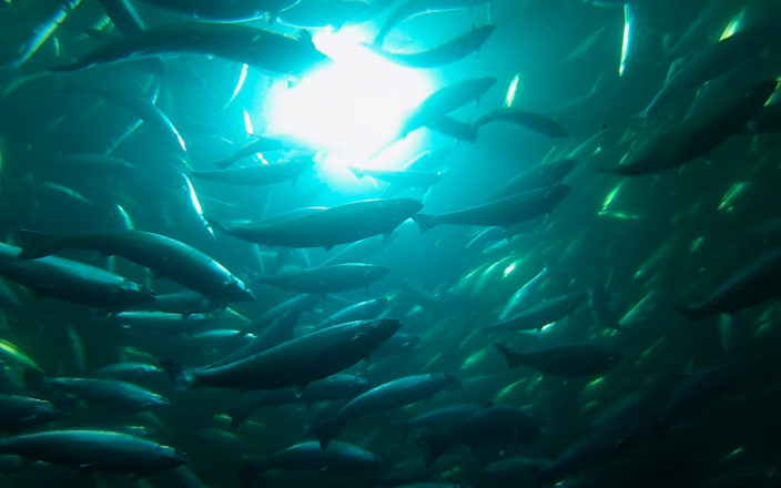 Aquaculture lighting 1 704x440